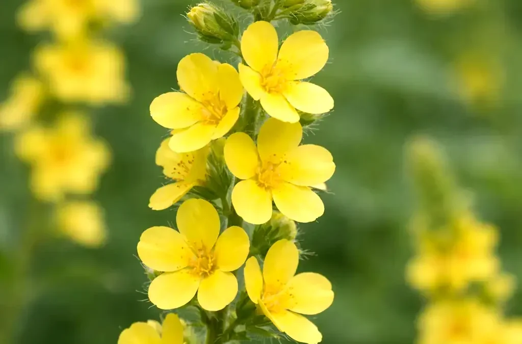 Fiore di Bach Agrimony – aiuta a portare luce al turbamento interiore celato dietro un sorriso