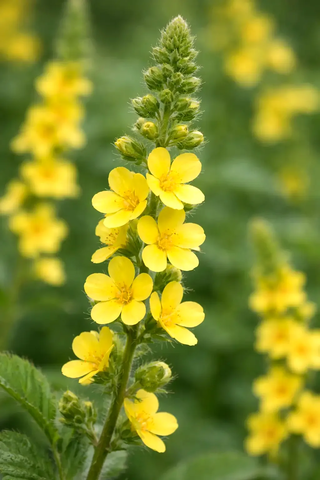 AGRIMONY