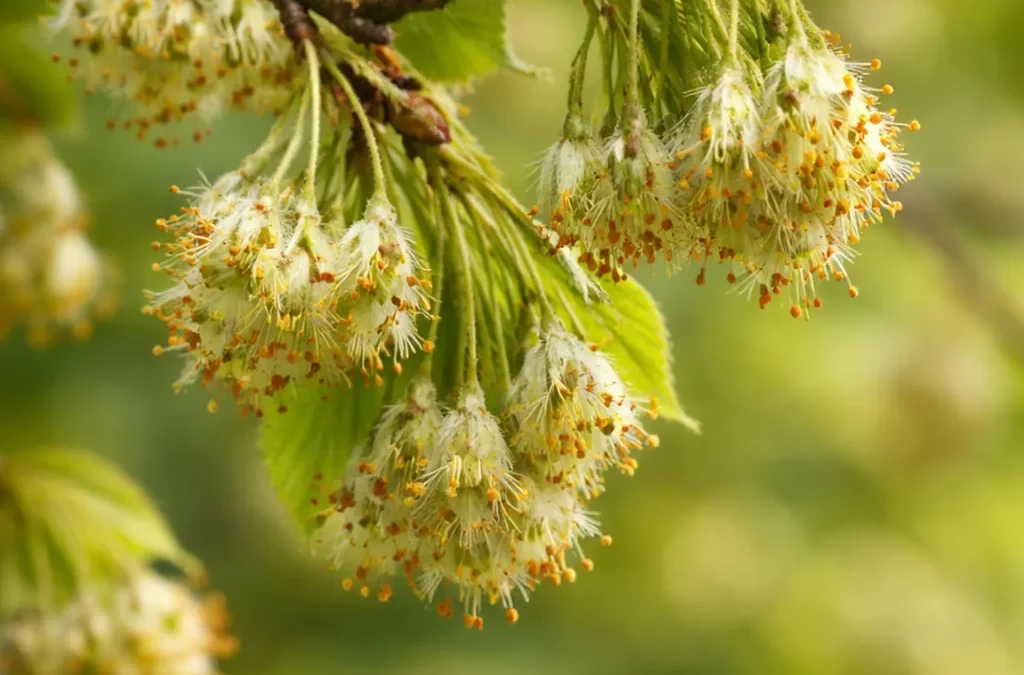 Fiore di Bach Beech – aiuta a portare luce all’intolleranza favorendo comprensione e armonia nelle relazioni