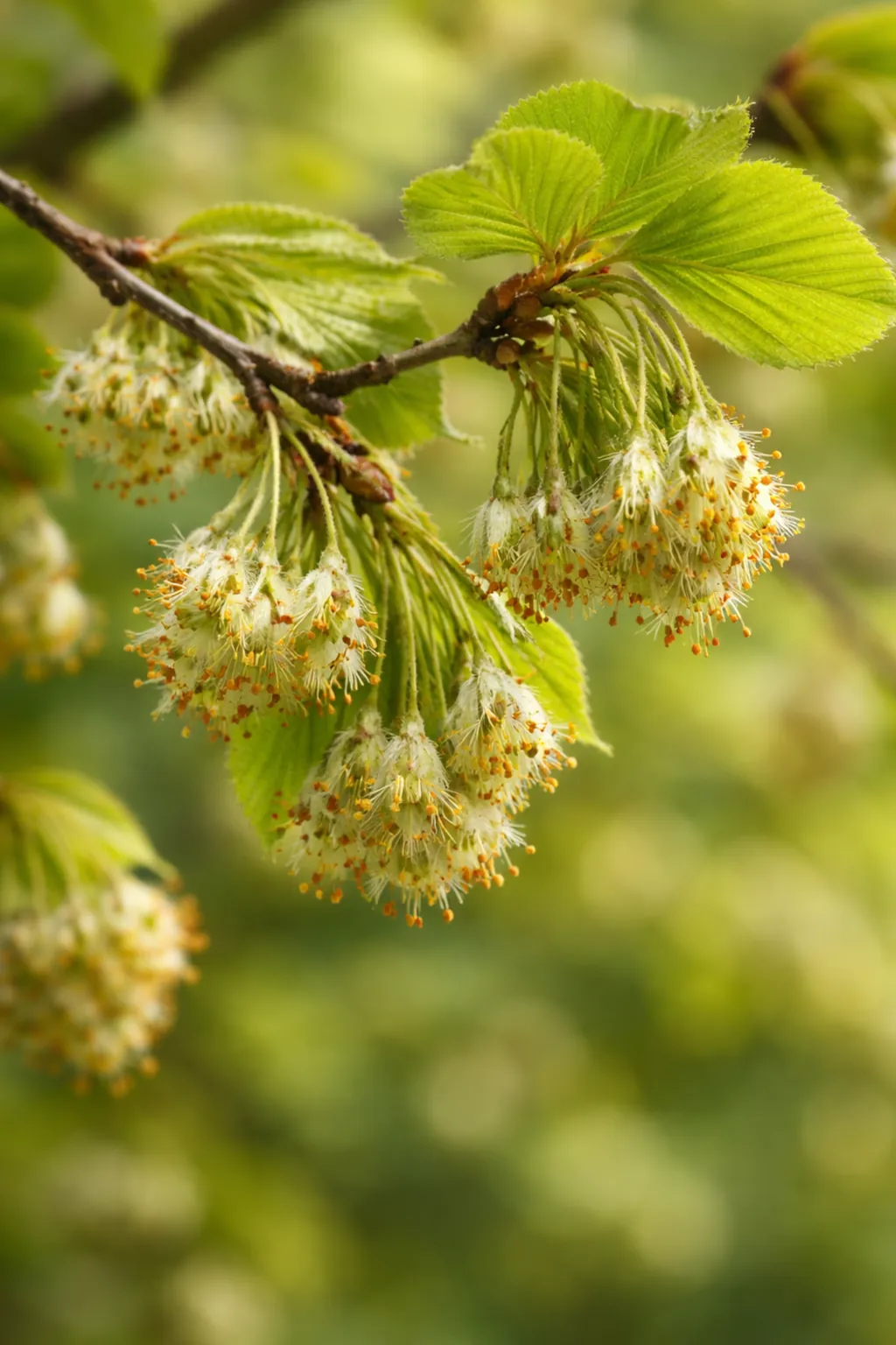 BEECH