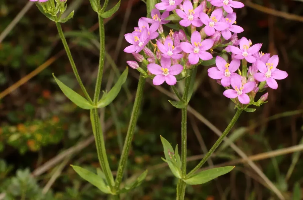 Fiore di Bach Centaury – aiuta a portare luce alla difficoltà di dire no rafforzando equilibrio e rispetto di sé