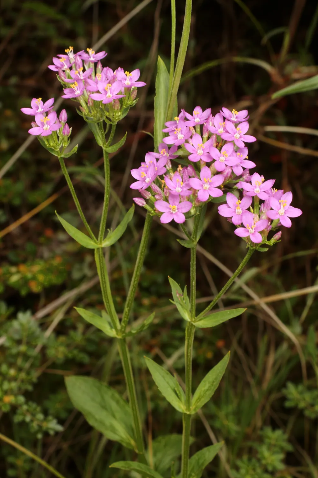CENTAURY