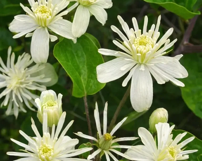Fiore di Bach Clematis – aiuta a portare luce alla tendenza a vivere nei sogni favorendo presenza e centratura