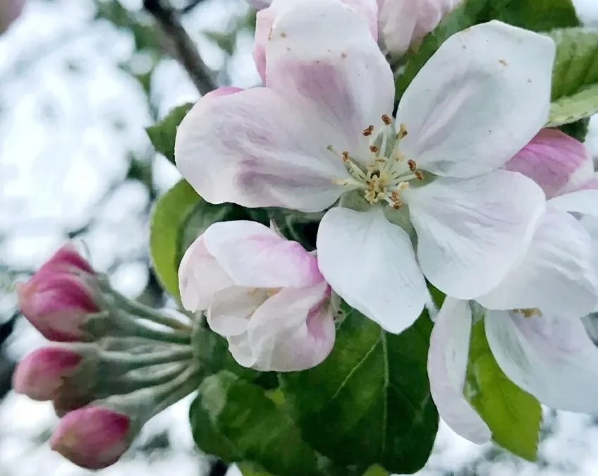 Fiore di Bach Crab Apple – aiuta a portare luce al disagio verso sé stessi favorendo armonia e accettazione
