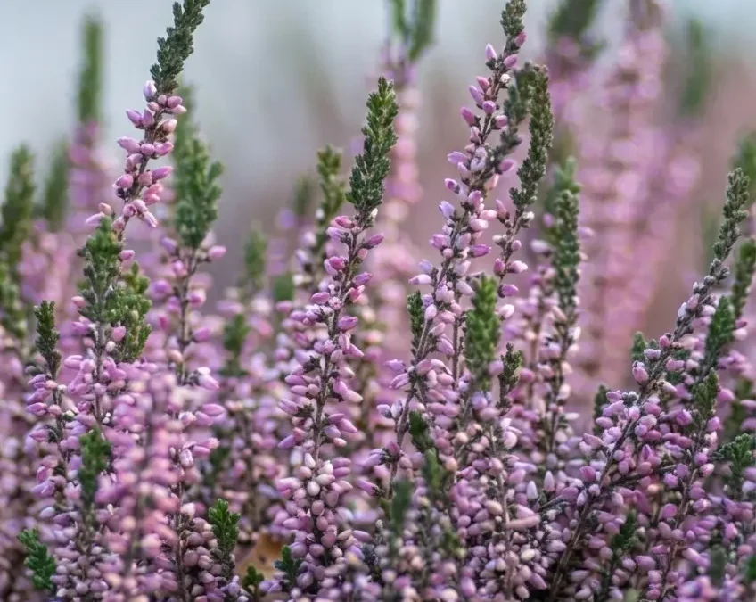 Fiore di Bach Heather – aiuta a portare luce all’eccessiva focalizzazione su di sé favorendo ascolto e relazione armoniosa