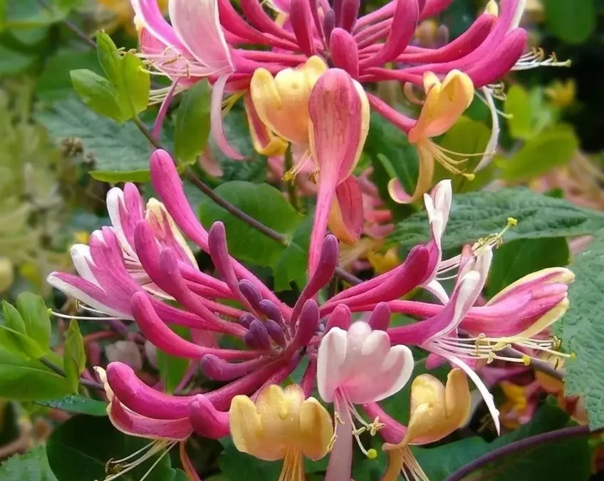 Fiore di Bach Honeysuckle – aiuta a portare luce alla nostalgia favorendo presenza nel qui e ora