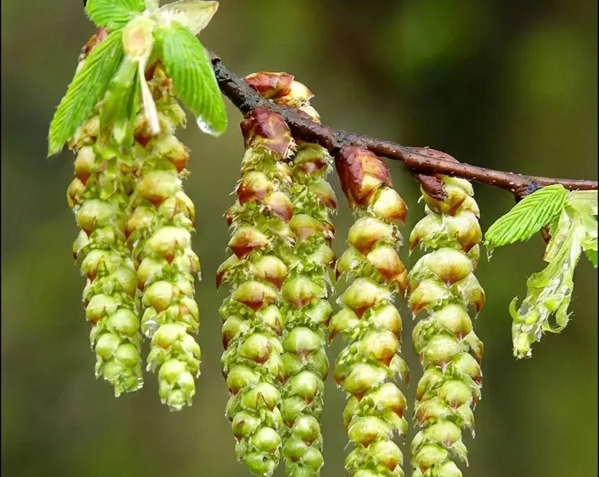 Fiore di Bach Hornbeam – aiuta a portare luce alla stanchezza mentale e alla procrastinazione favorendo energia e slancio