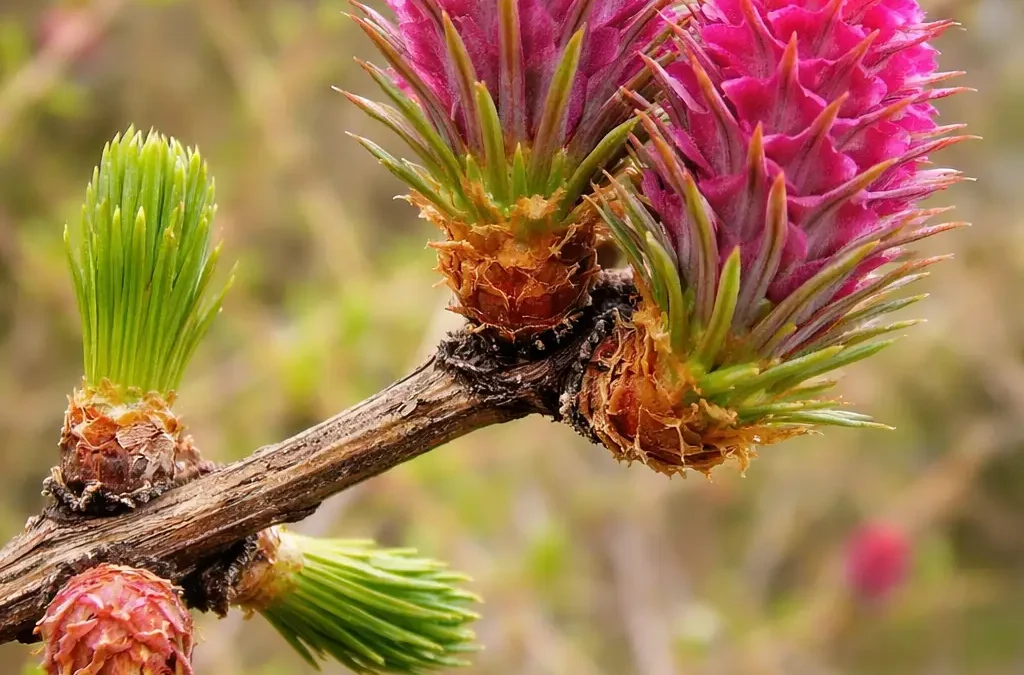 Fiore di Bach Larch – aiuta a portare luce alla mancanza di fiducia in sé favorendo autostima e armonia