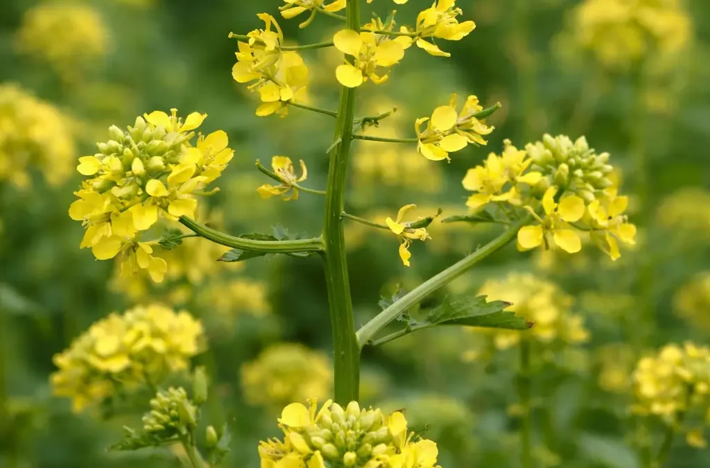 Fiore di Bach Mustard – aiuta a portare luce alla malinconia improvvisa favorendo armonia interiore