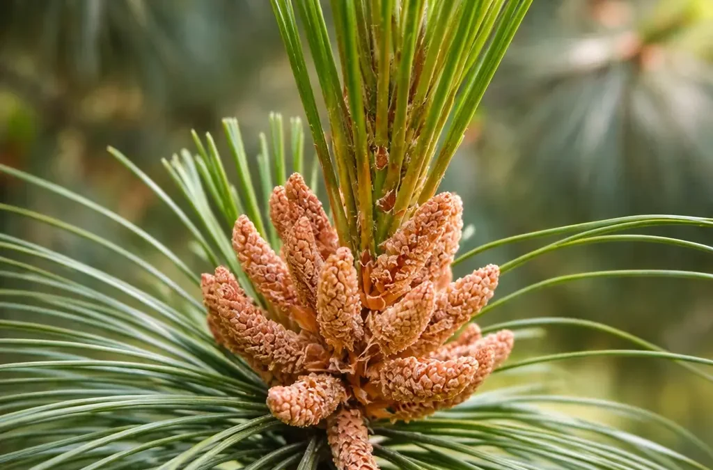 Fiore di Bach Pine – aiuta a portare luce al senso di colpa favorendo accettazione e perdono di sé