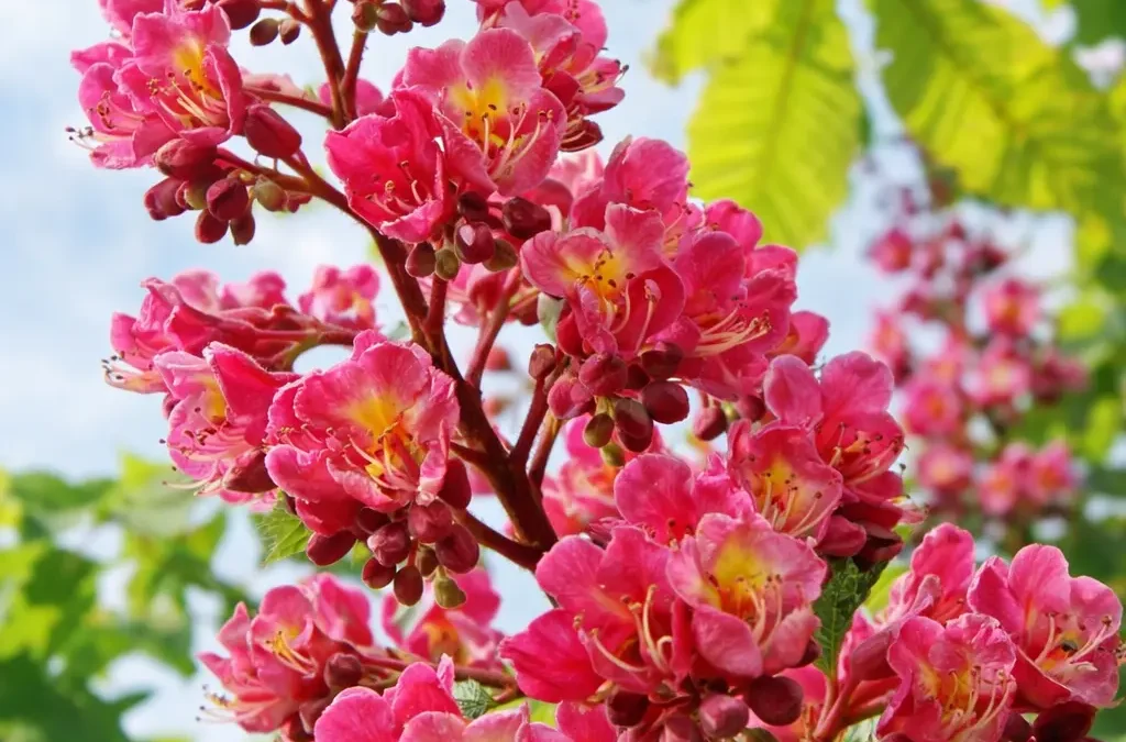 Fiore di Bach Red Chestnut – aiuta a portare luce alla preoccupazione eccessiva per gli altri favorendo fiducia e armonia