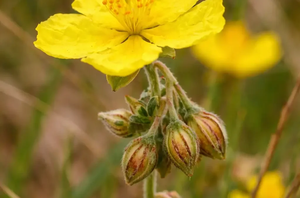 Fiore di Bach Rock Rose – aiuta a portare luce al terrore favorendo coraggio ed equilibrio