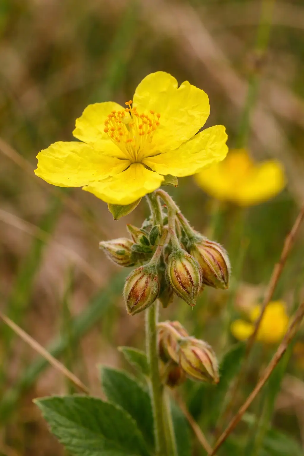 ROCK ROSE