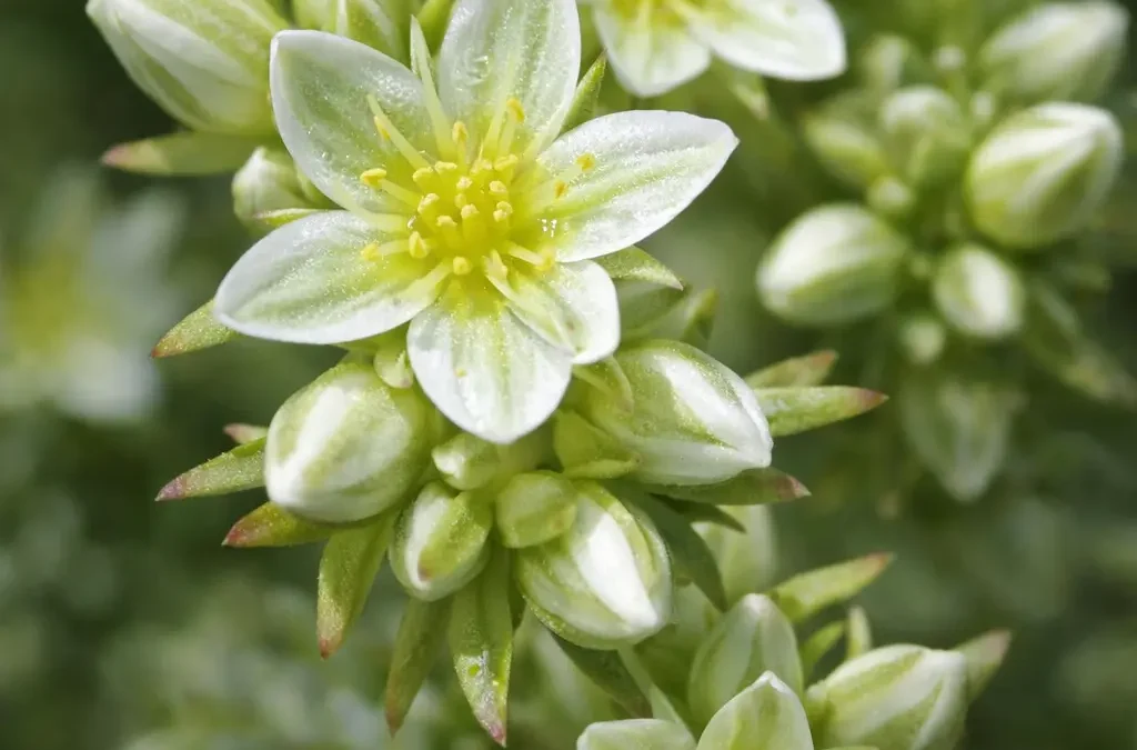 Fiore di Bach Scleranthus – aiuta a portare luce all’indecisione favorendo equilibrio e chiarezza