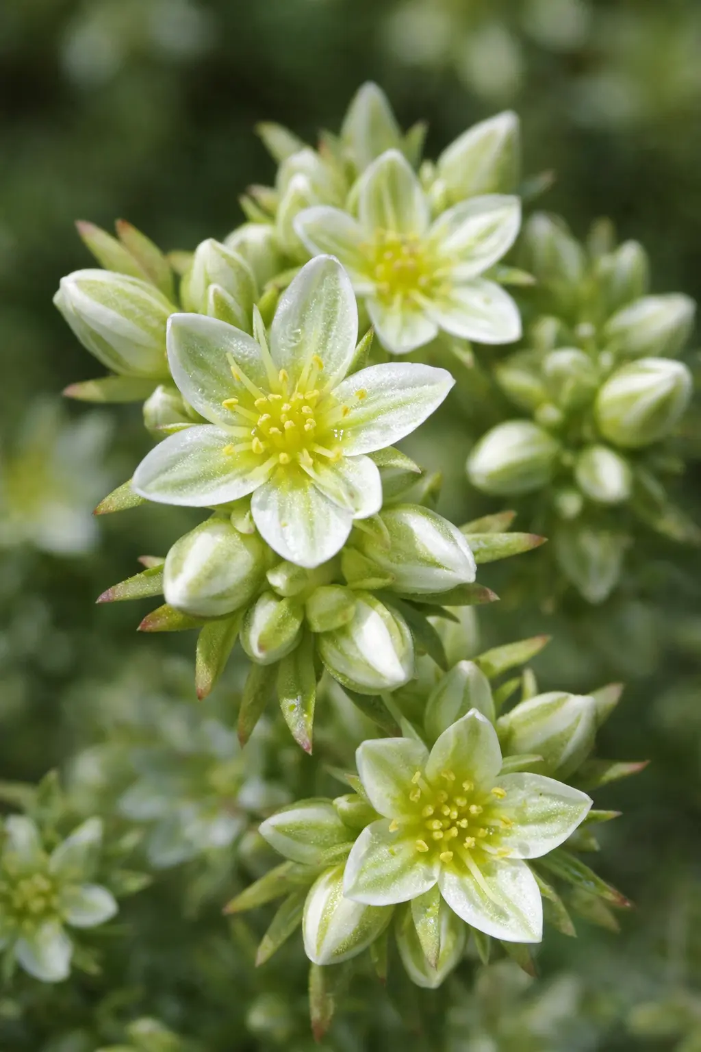 SCLERANTHUS