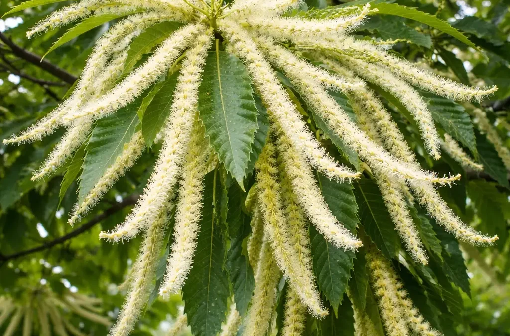 Fiore di Bach Sweet Chestnut – aiuta a portare luce all’angoscia profonda favorendo speranza e rinnovato equilibrio
