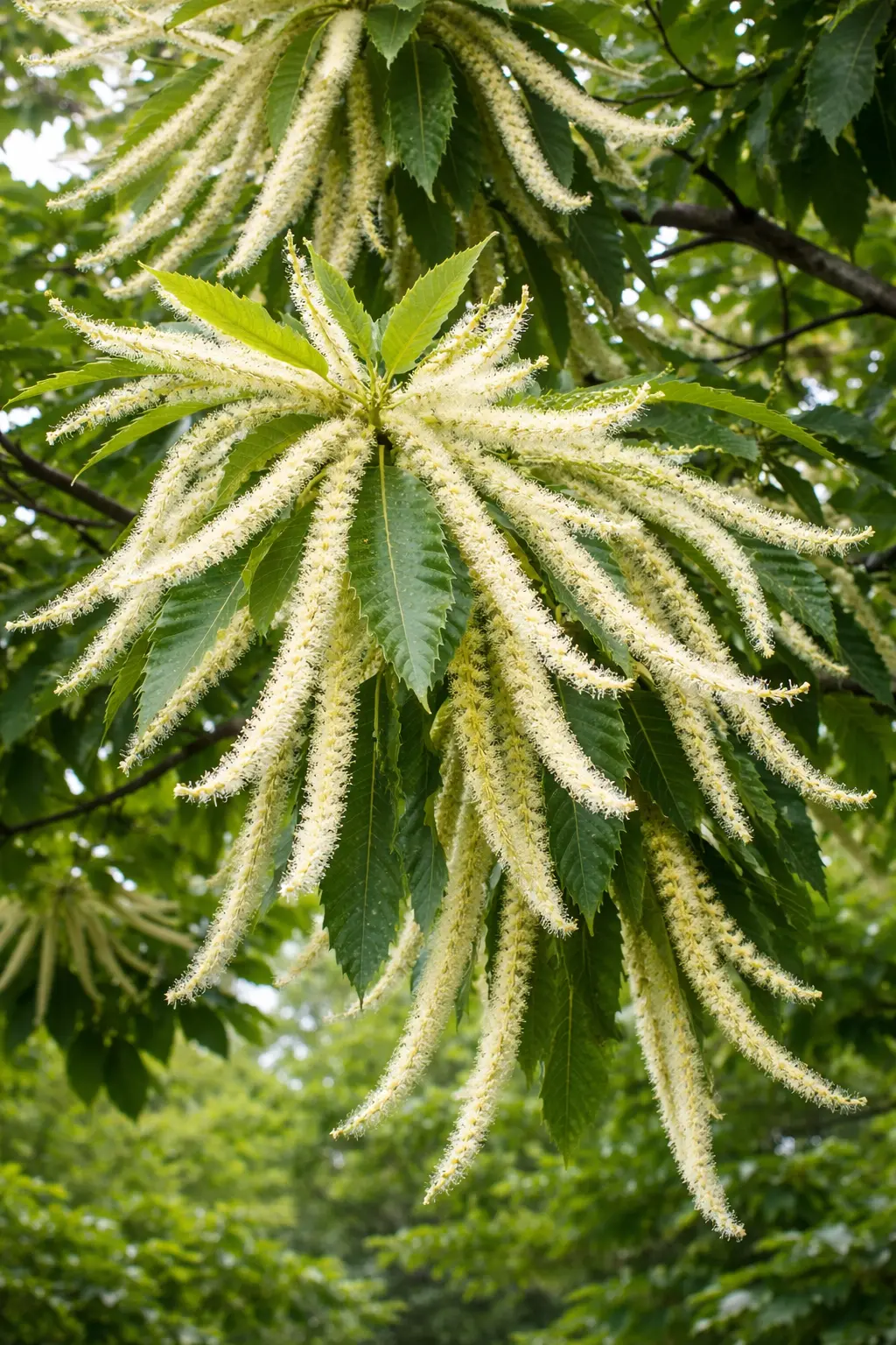 SWEET CHESTNUT