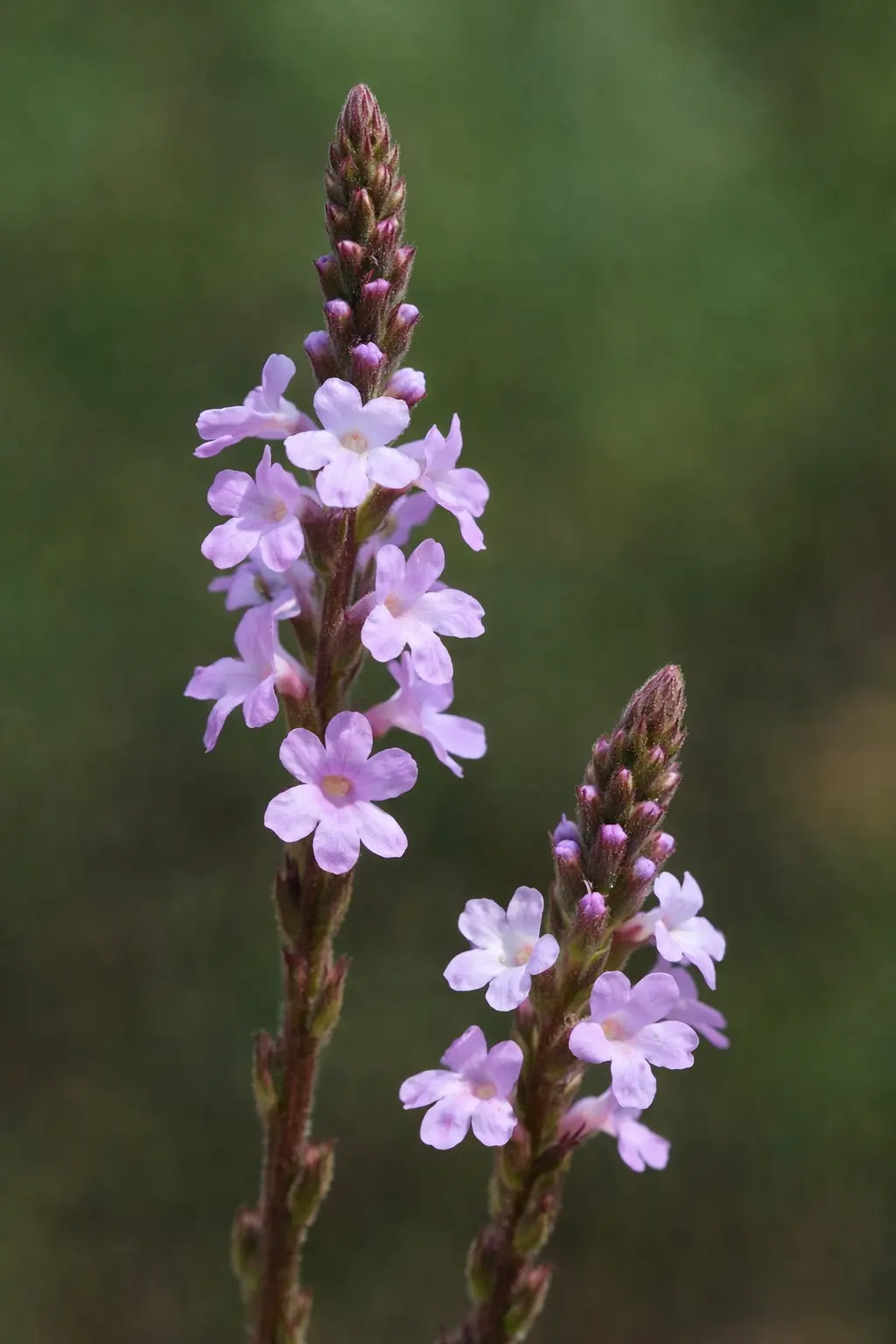 VERVAIN