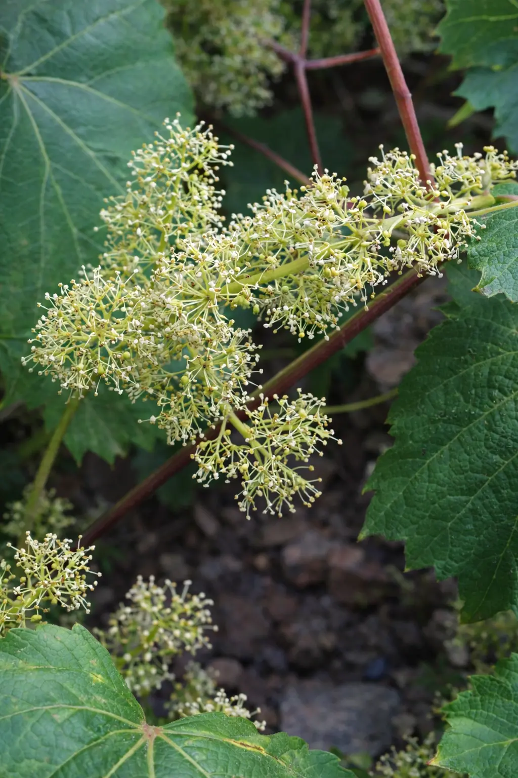 VINE
