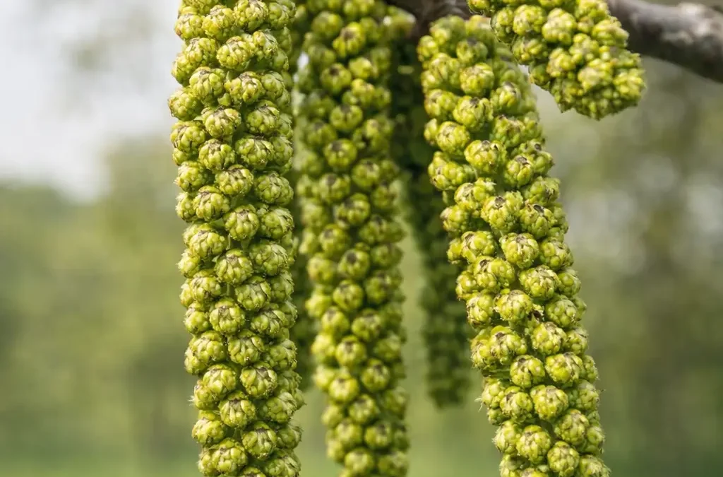 Fiore di Bach Walnut – aiuta a portare luce ai momenti di cambiamento favorendo protezione ed equilibrio
