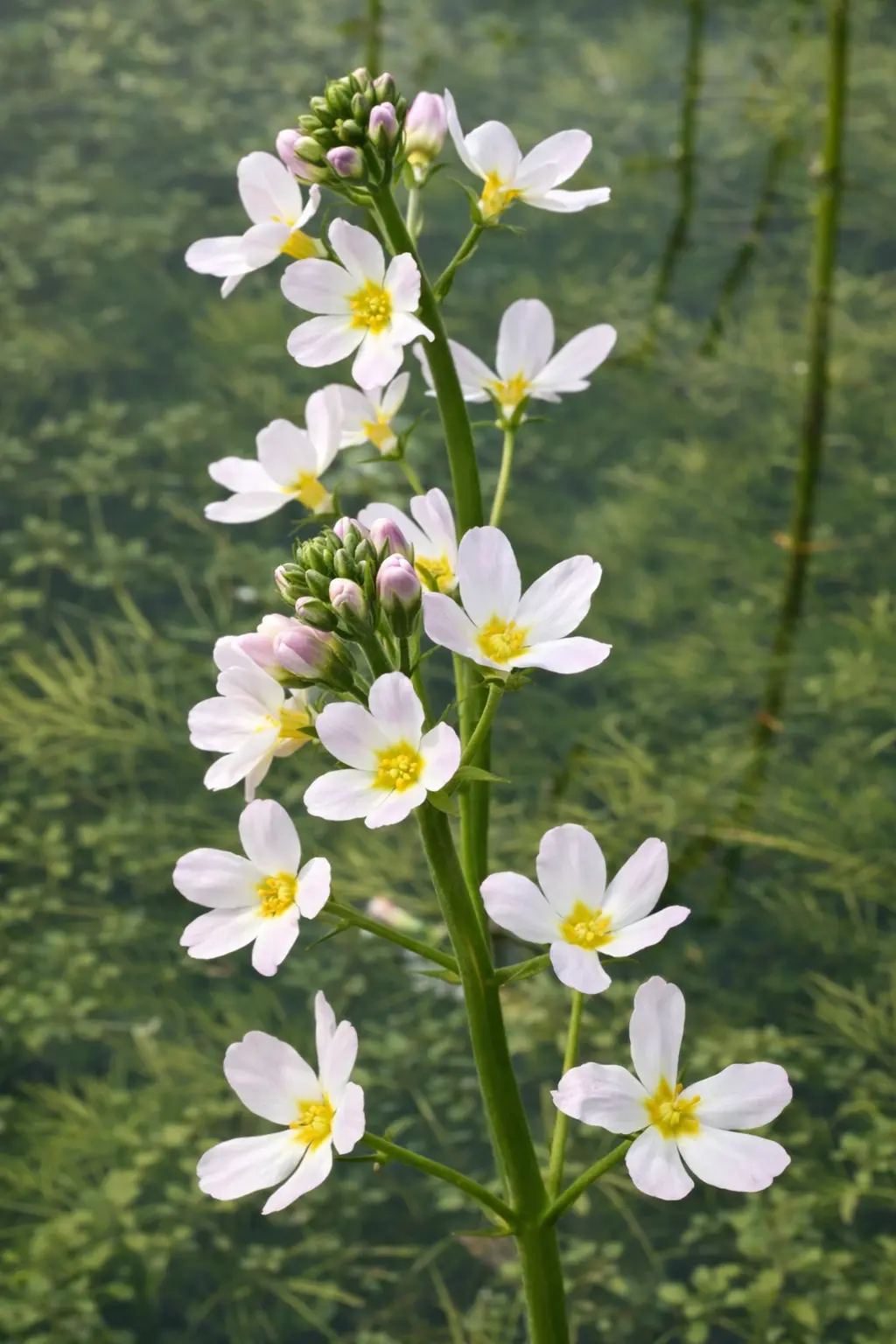 WATER VIOLET