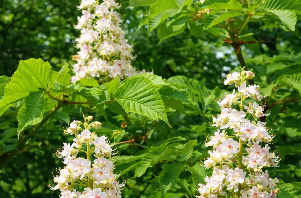 Fiore di Bach White Chestnut – aiuta a portare luce ai pensieri ripetitivi favorendo calma e chiarezza mentale