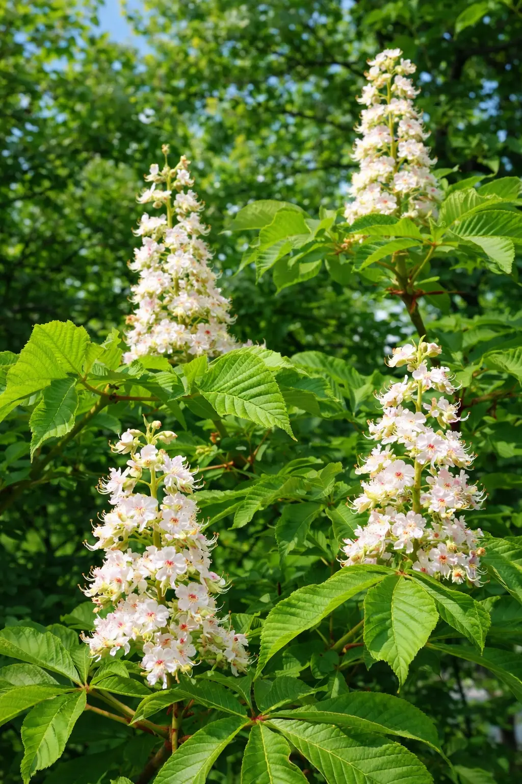 WHITE CHESTNUT