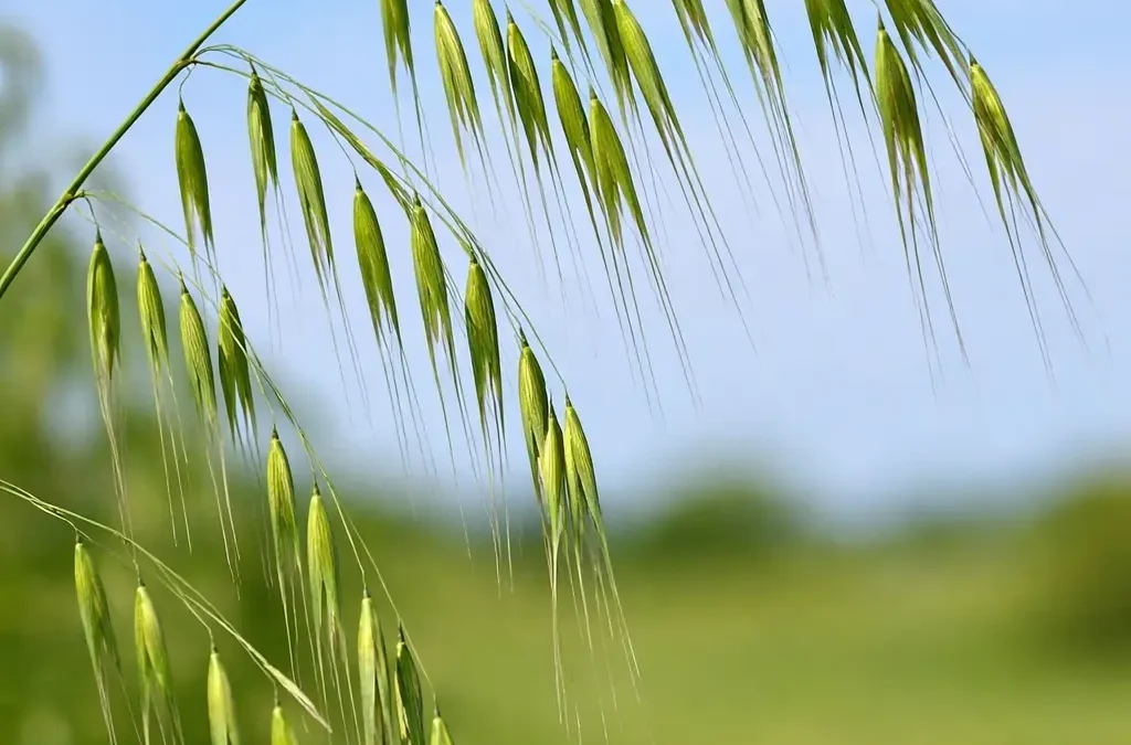 Fiore di Bach Wild Oat – aiuta a portare luce all’incertezza sul proprio cammino favorendo direzione e armonia