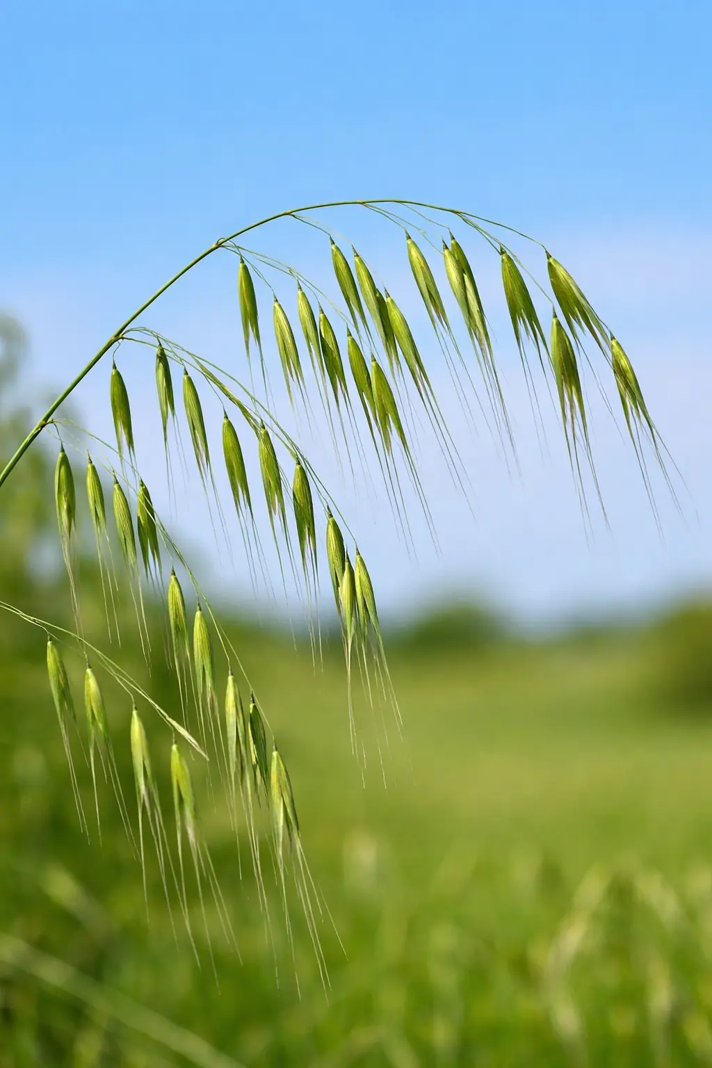 WILD OAT