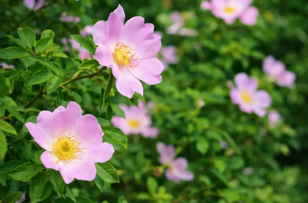 Fiore di Bach Wild Rose – aiuta a portare luce alla rassegnazione favorendo motivazione e vitalità
