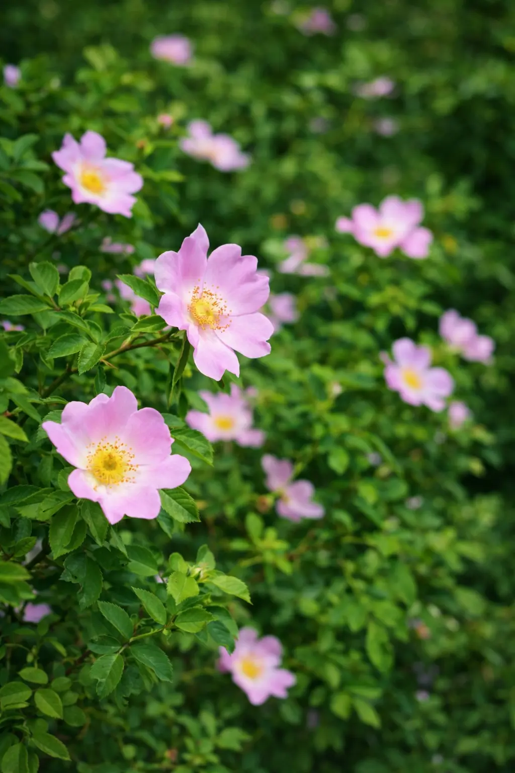 WILD ROSE