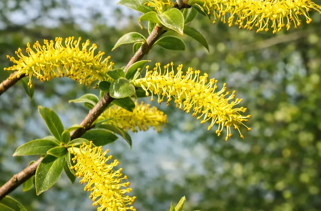 Fiore di Bach Willow – aiuta a portare luce al risentimento favorendo responsabilità e armonia interiore