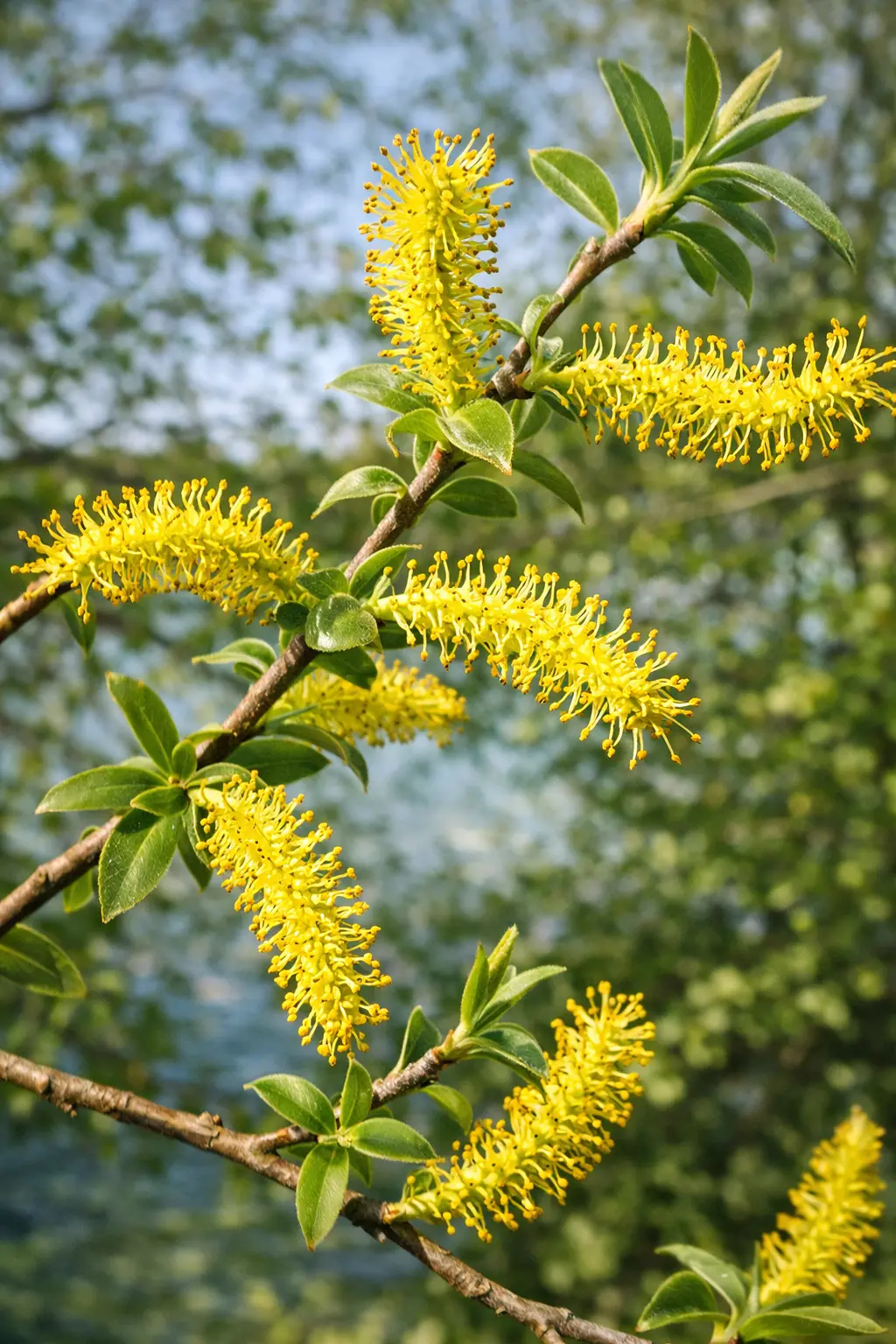 WILLOW