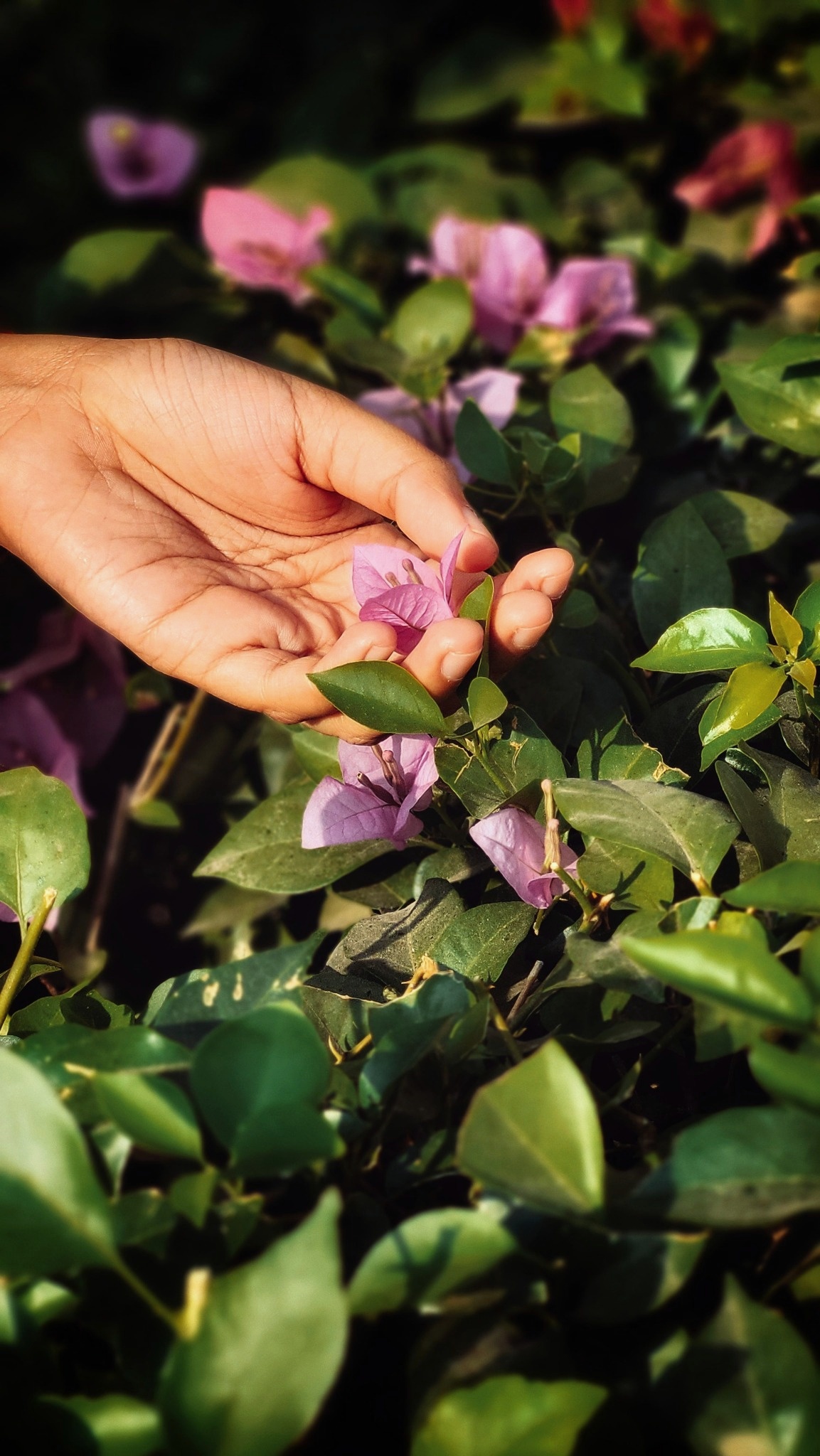 Stress e Fiori di Bach: ritrovare equilibrio emotivo e benessere interiore