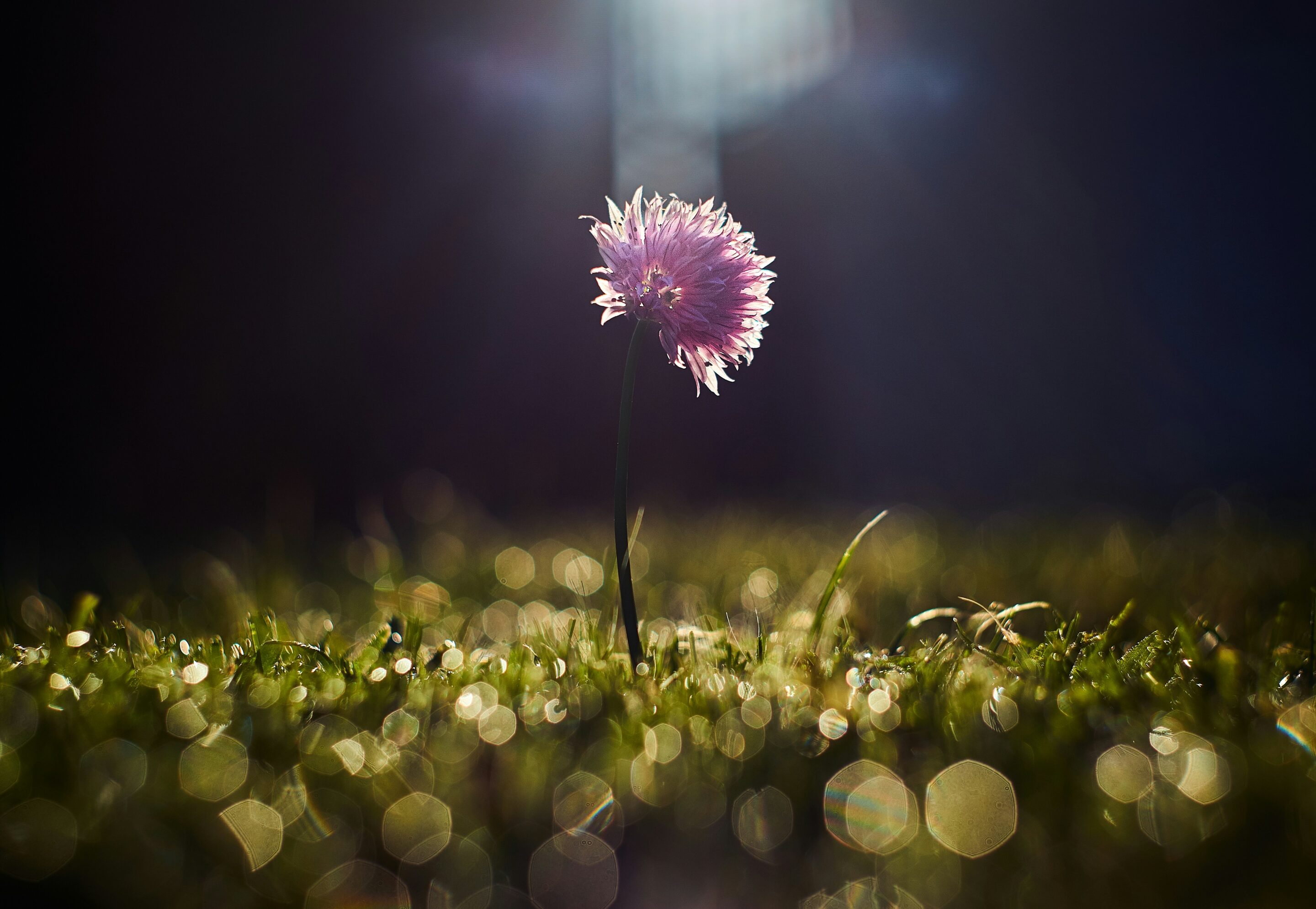 Paura e Fiori di Bach: ascoltare le emozioni e ritrovare equilibrio interiore